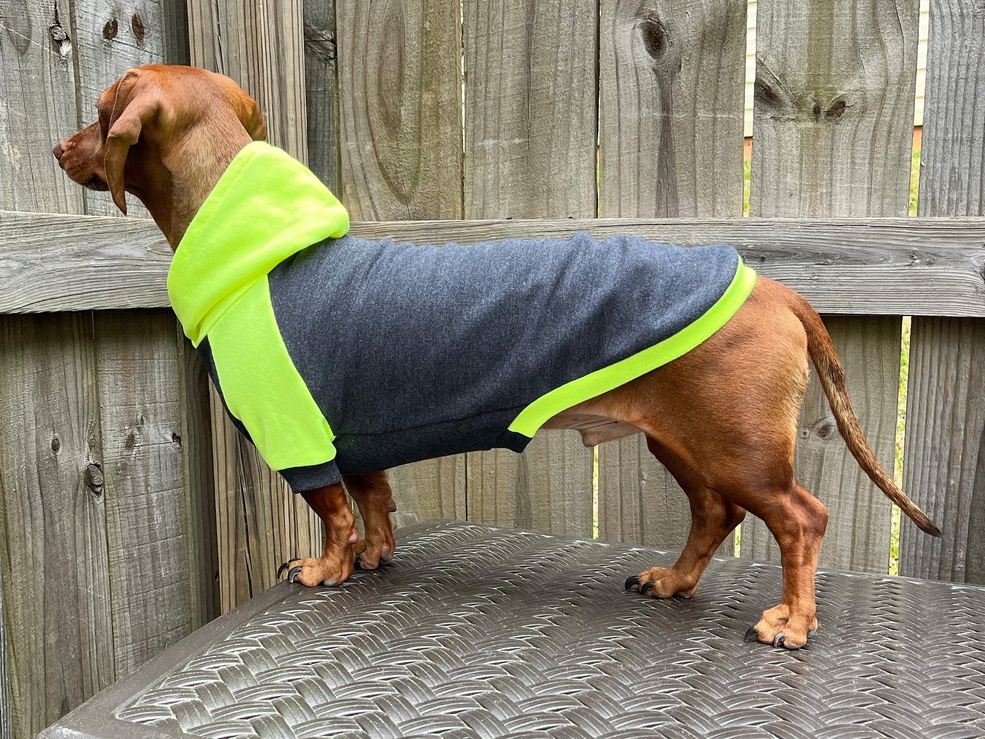 High Voltage Dachshund Hoodie - The American Wiener