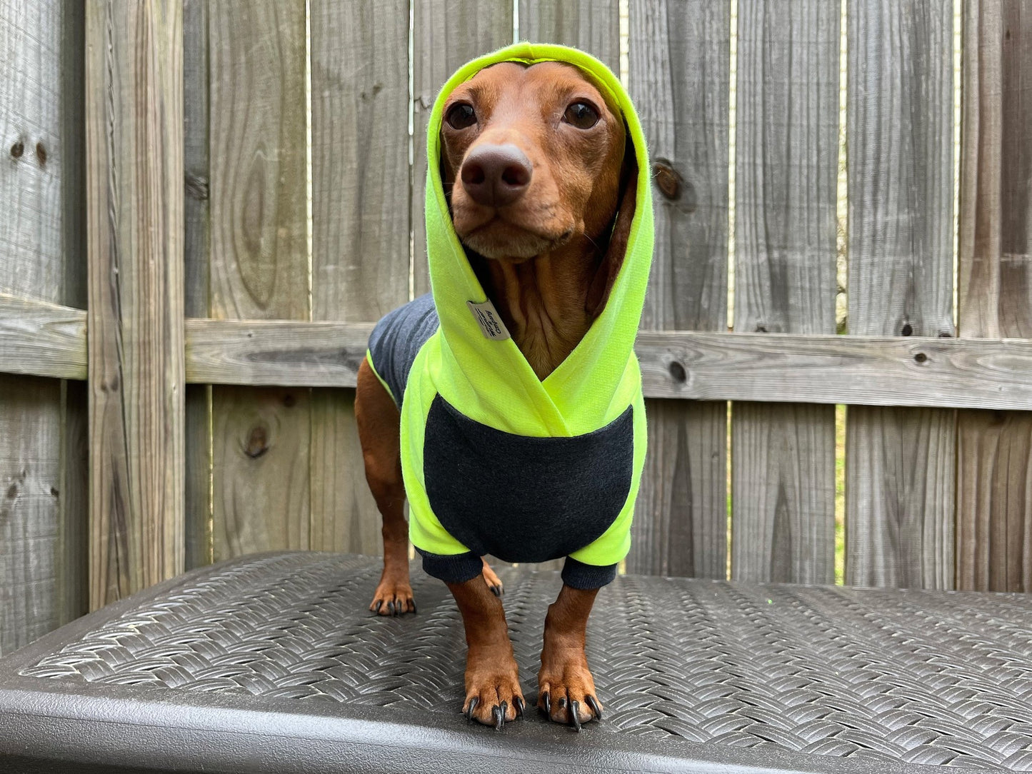 High Voltage Dachshund Hoodie - The American Wiener