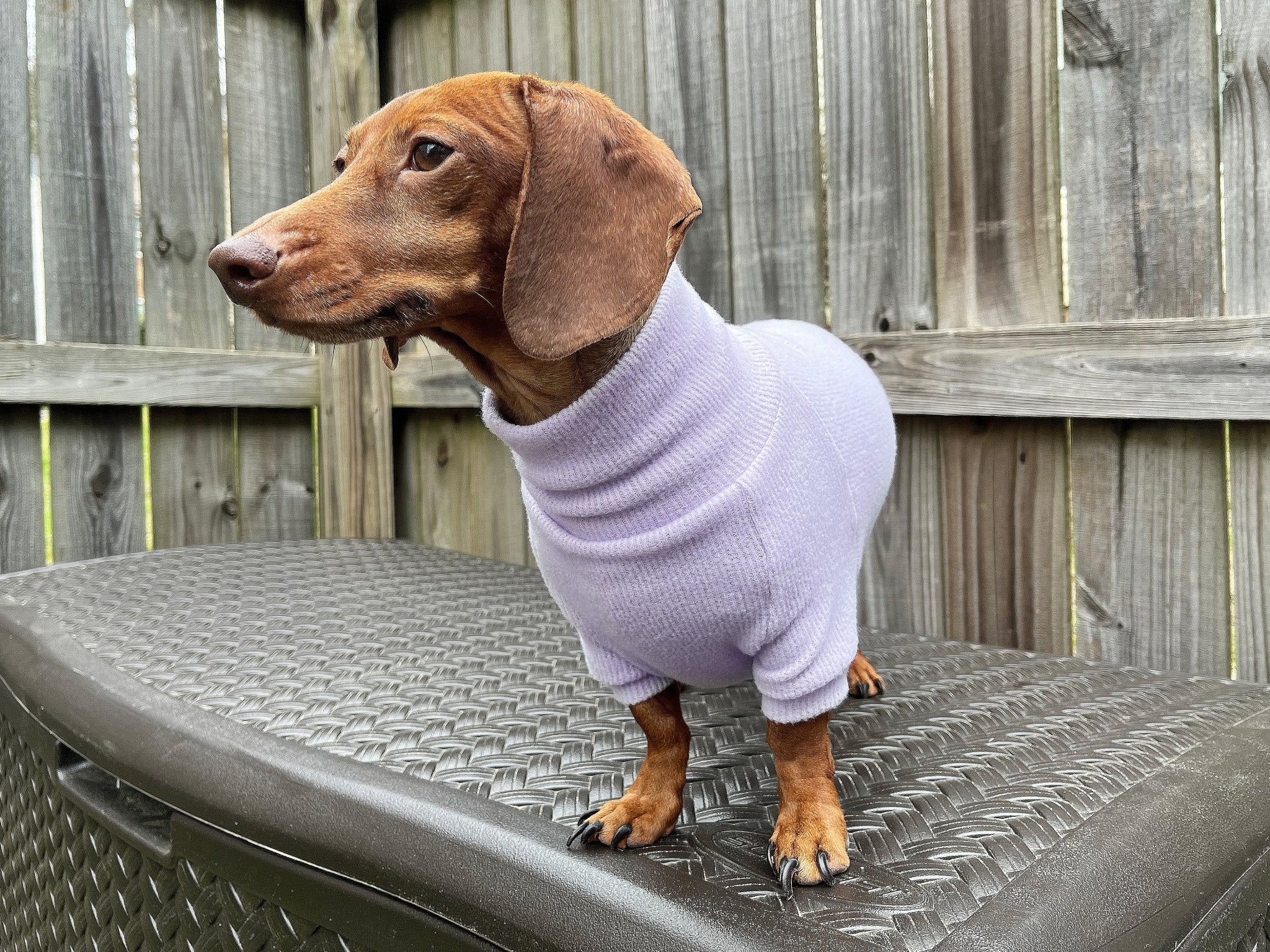 Dog sweater 2024 for dachshund