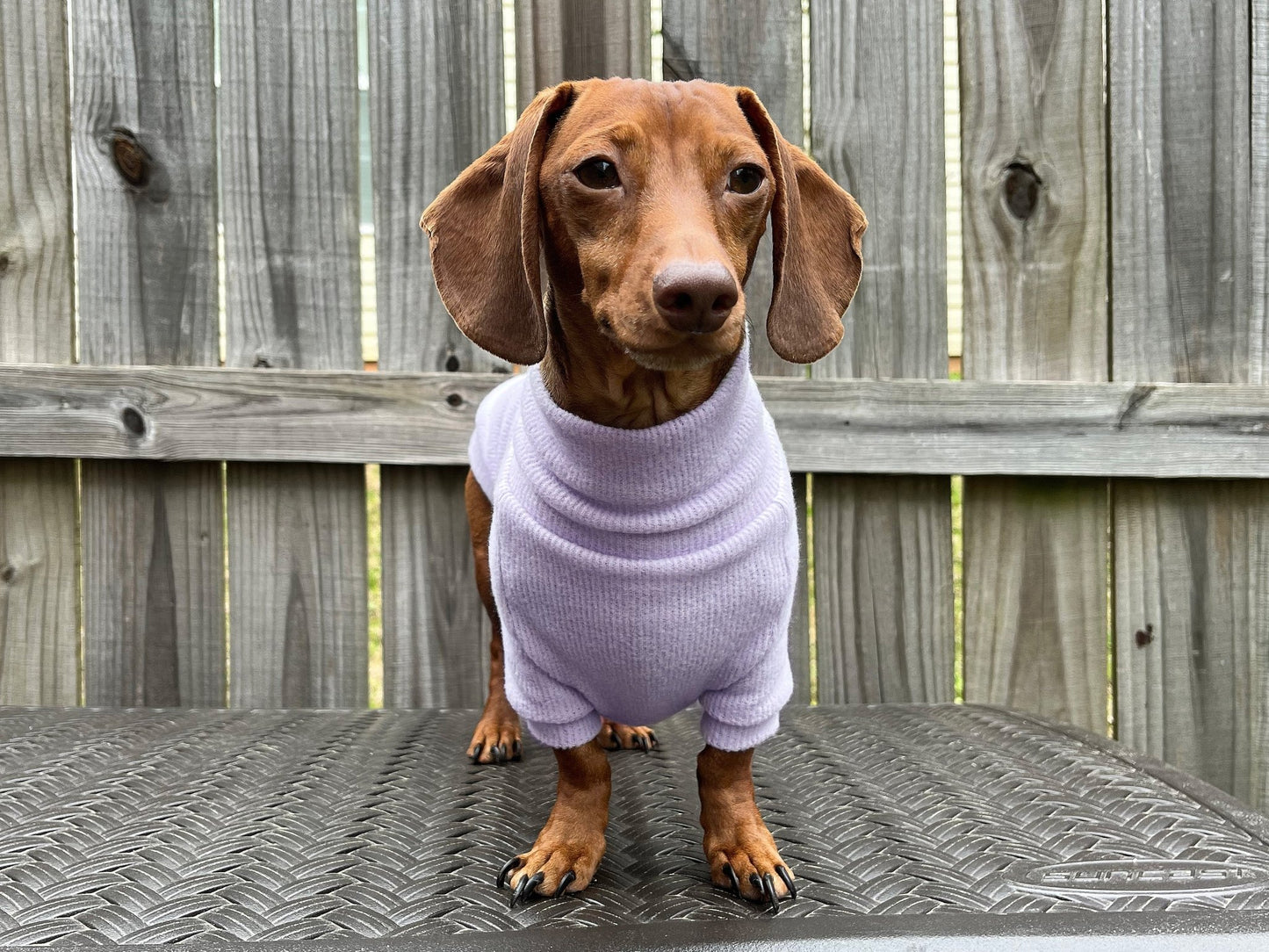 Pretty Petunia Dachshund Sweater - The American Wiener