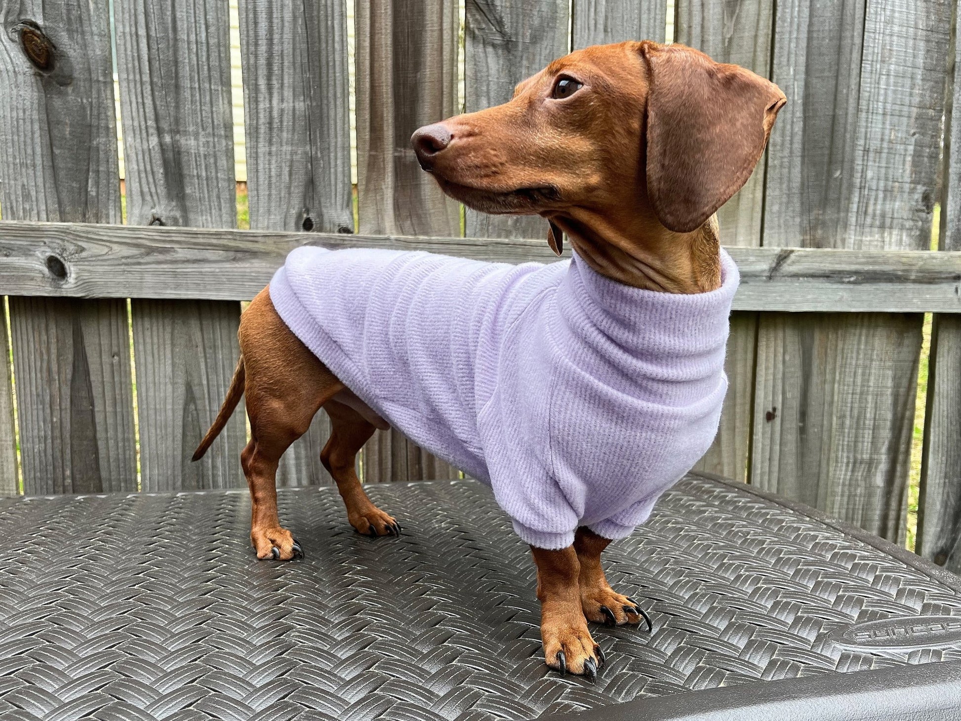 Pretty Petunia Dachshund Sweater - The American Wiener