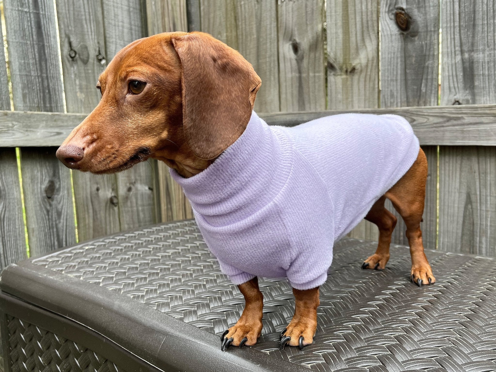 Mini dachshund outlet sweaters