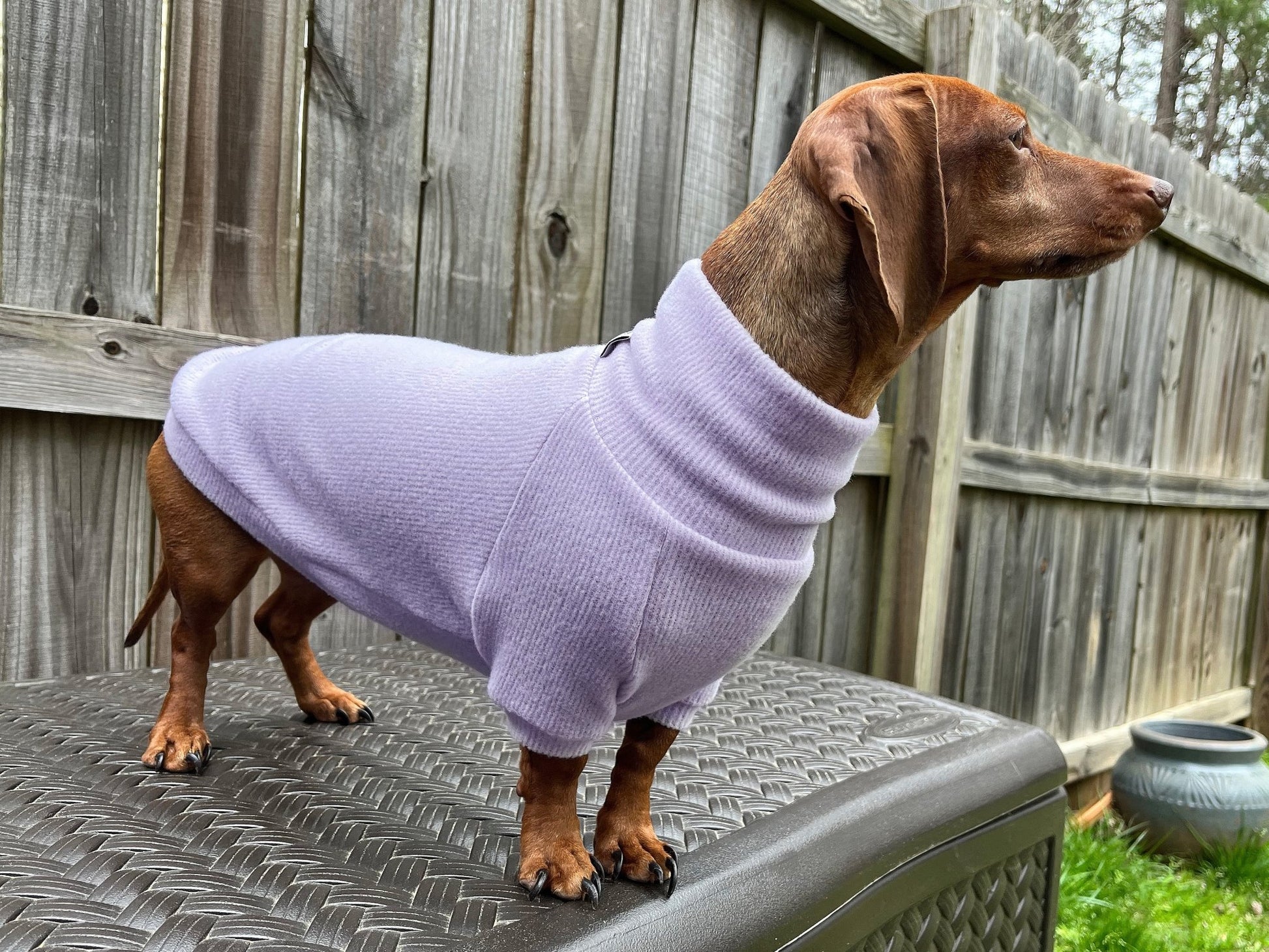 Pretty Petunia Dachshund Sweater - The American Wiener