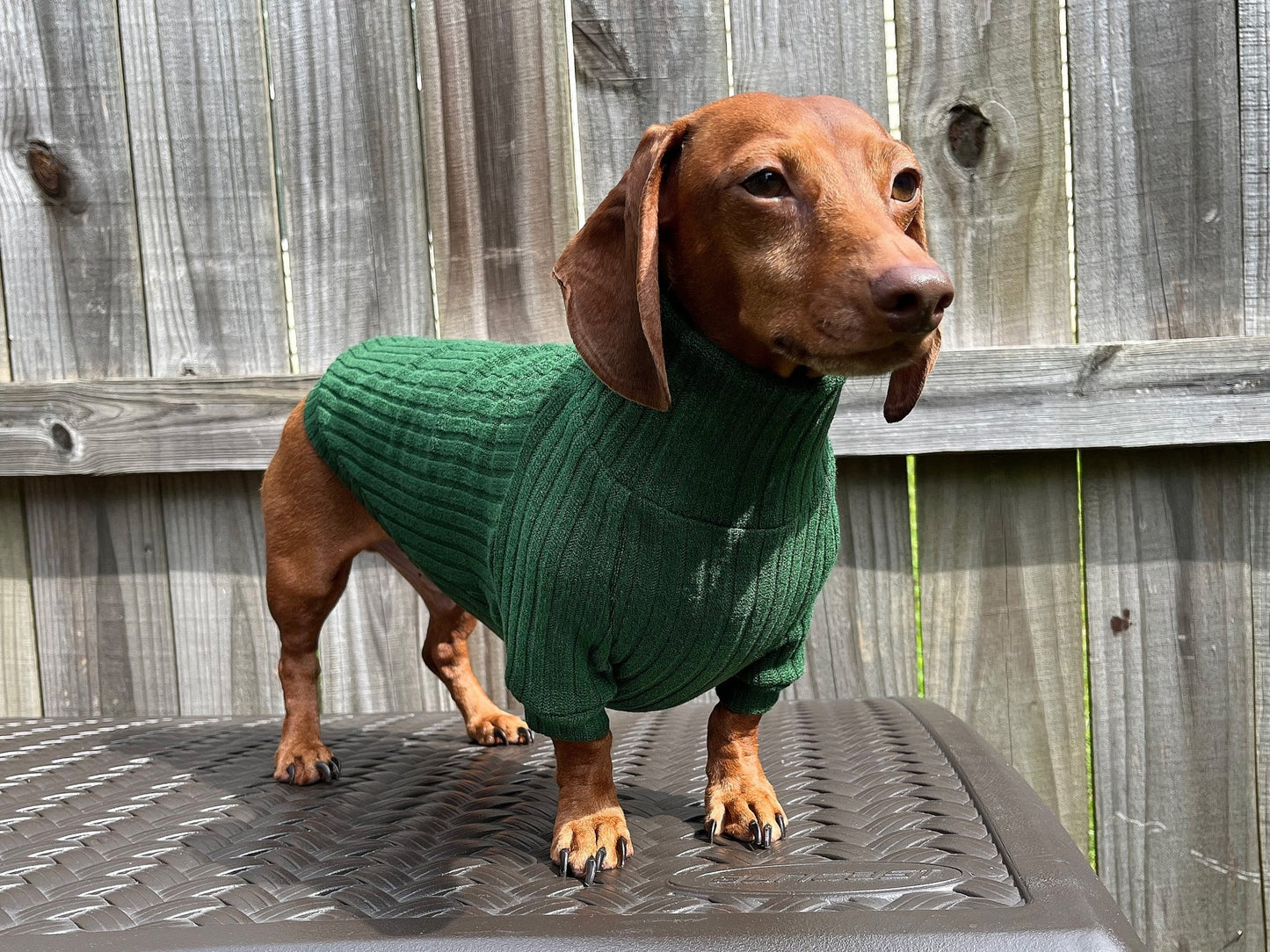 Roasted Poblano Dachshund Sweater - The American Wiener