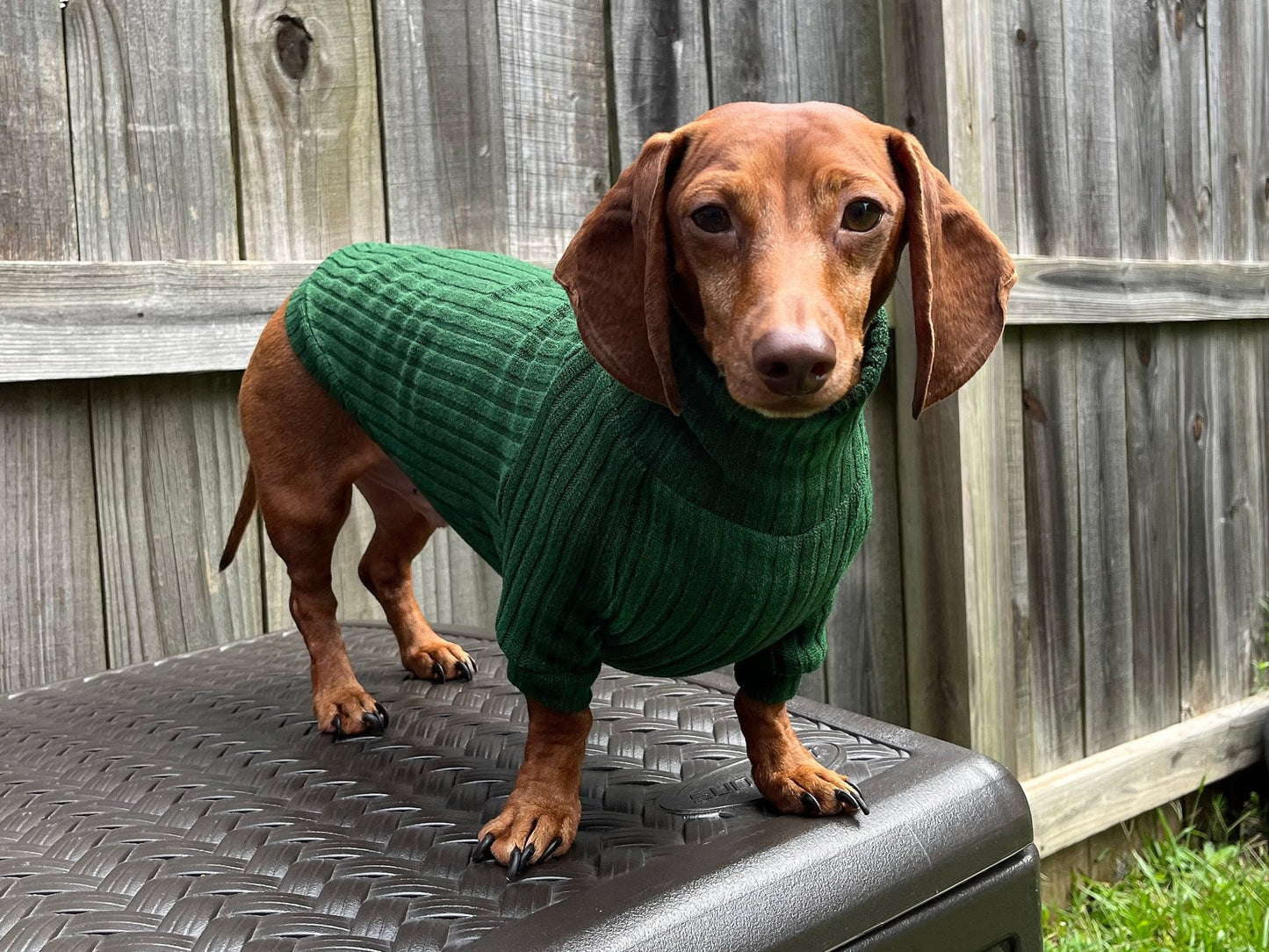 Roasted Poblano Dachshund Sweater - The American Wiener