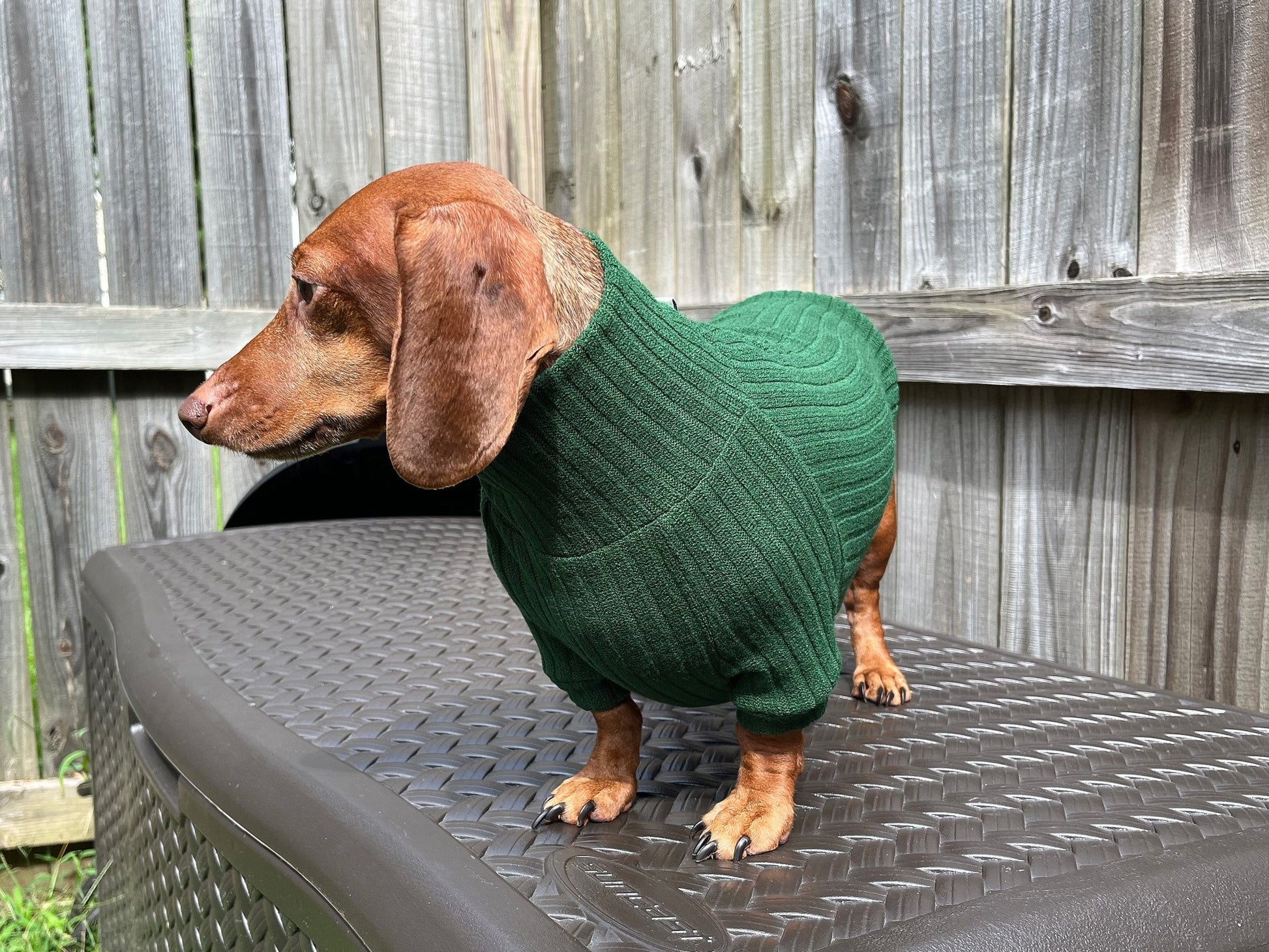 Roasted Poblano Dachshund Sweater - The American Wiener