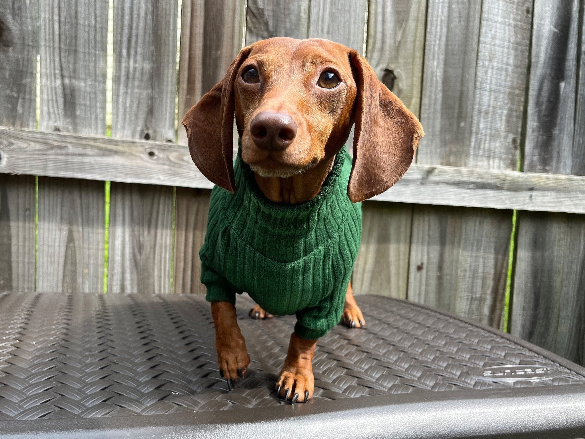 Dachshund in sweater sale