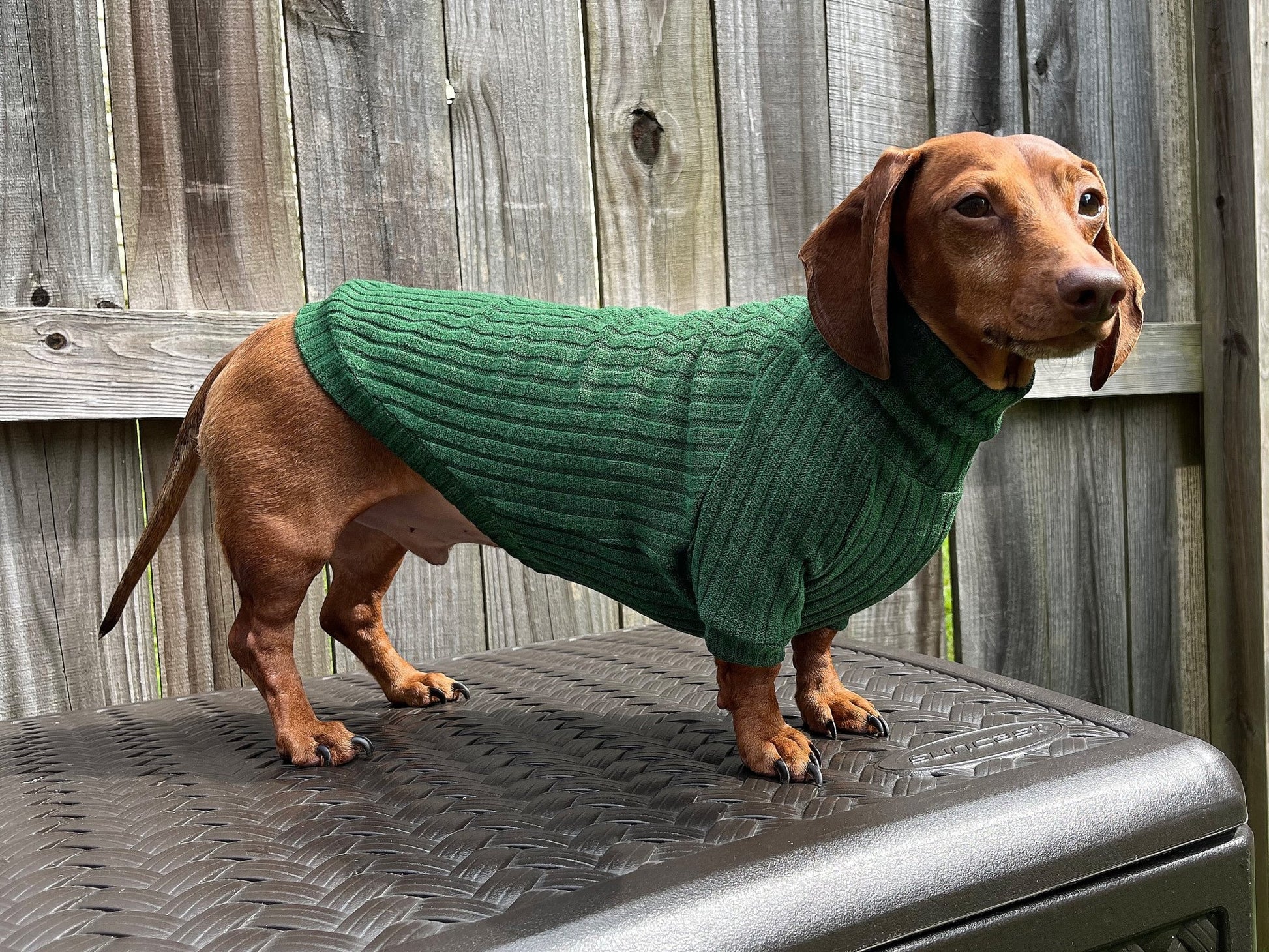 Roasted Poblano Dachshund Sweater - The American Wiener