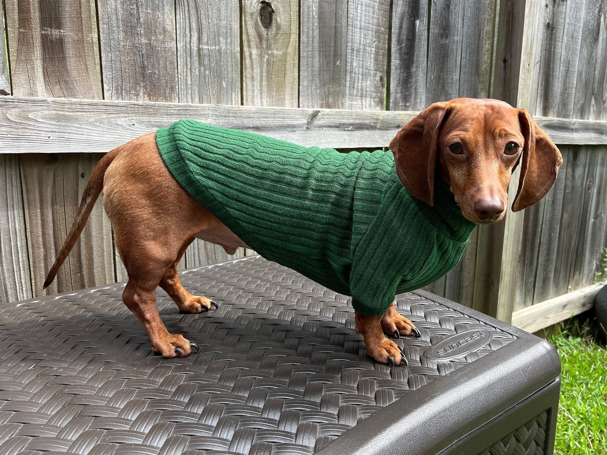 Roasted Poblano Dachshund Sweater - The American Wiener