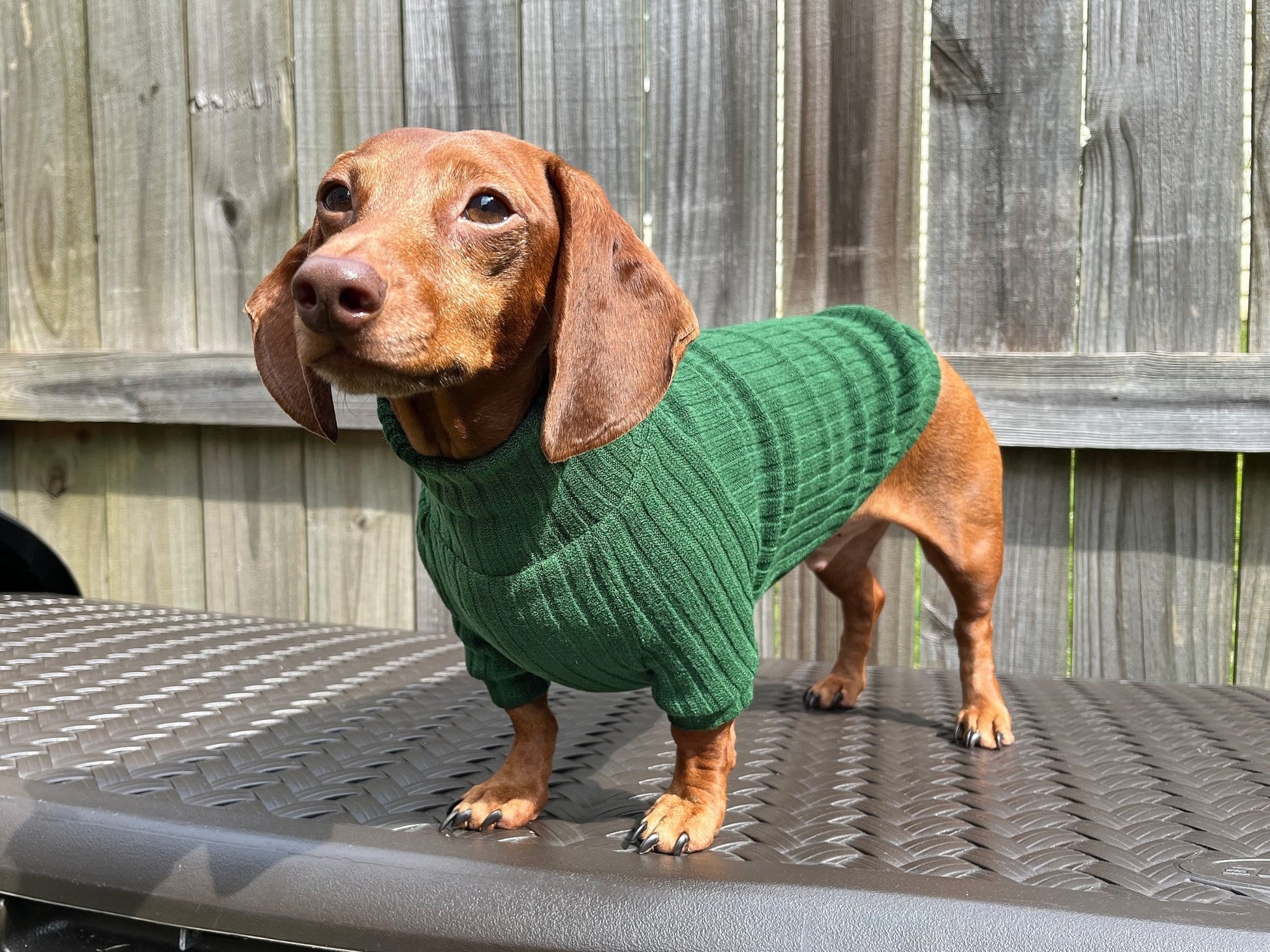 Roasted Poblano Dachshund Sweater - The American Wiener