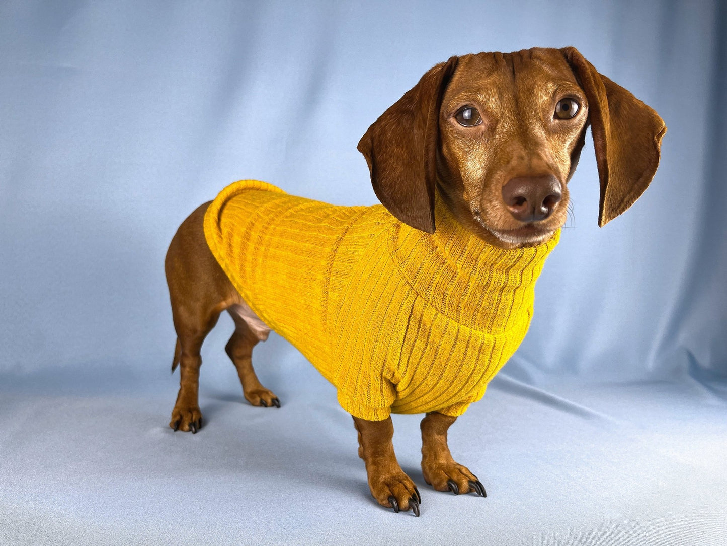 Saffron Paella Dachshund Sweater - The American Wiener