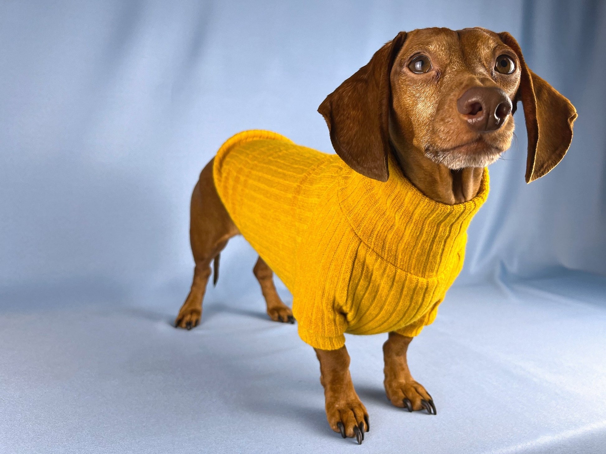 Saffron Paella Dachshund Sweater - The American Wiener