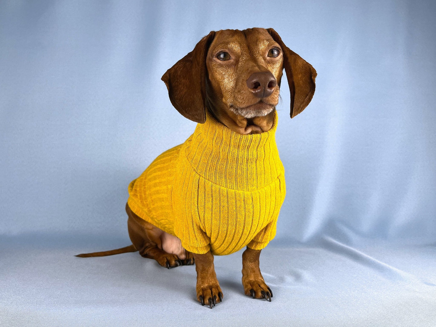 Saffron Paella Dachshund Sweater - The American Wiener