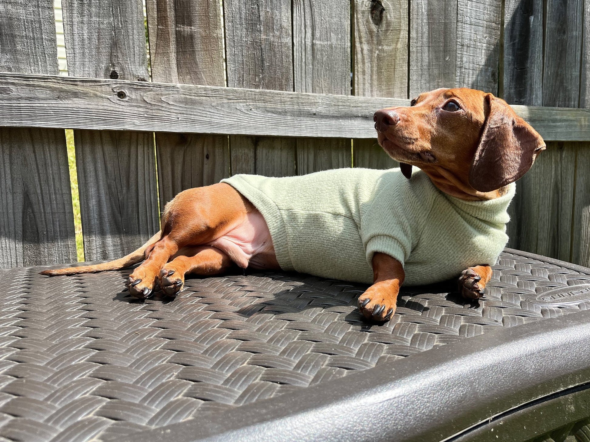 Slime Lime Dachshund Sweater - The American Wiener