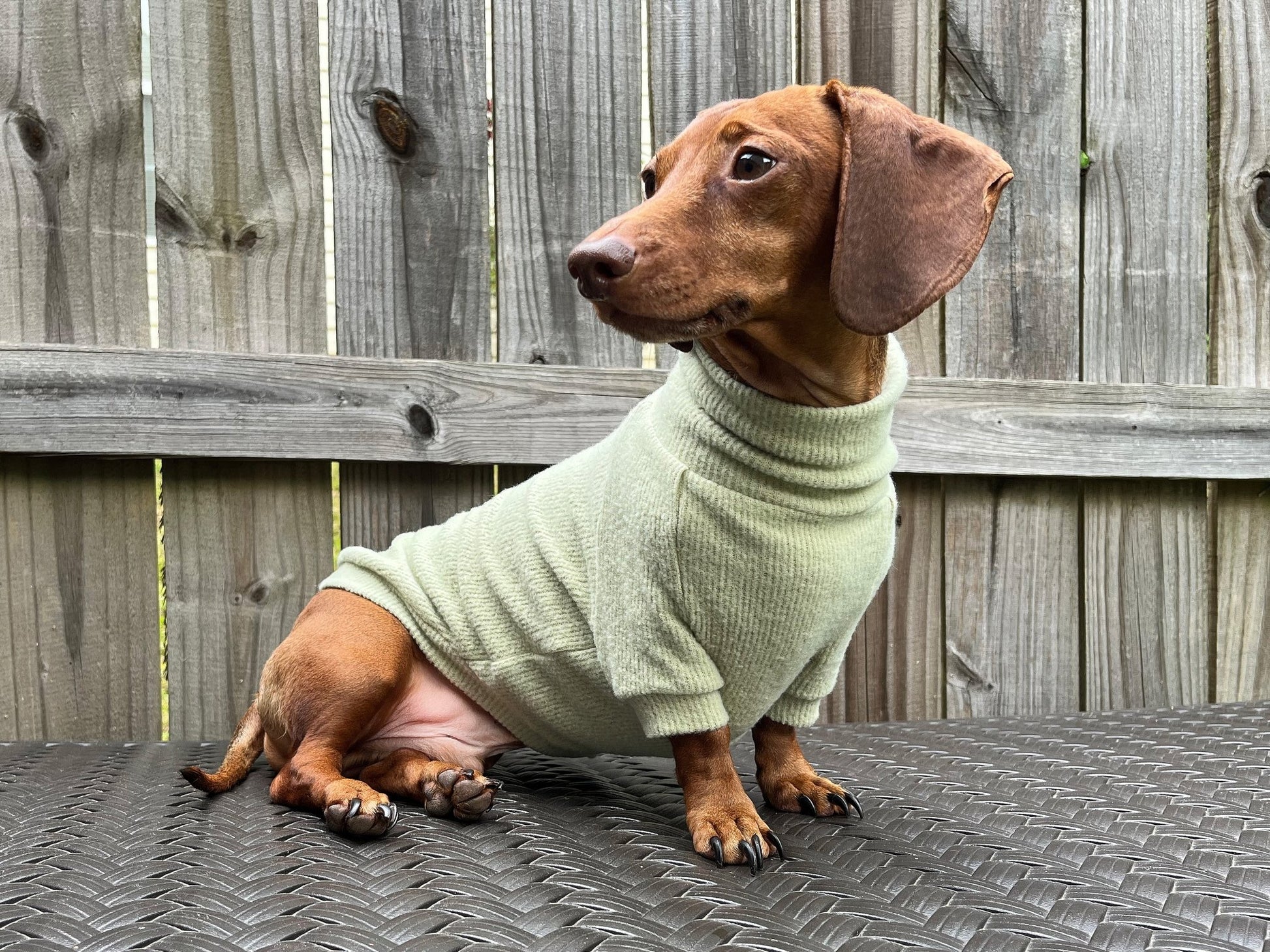 Slime Lime Dachshund Sweater - The American Wiener