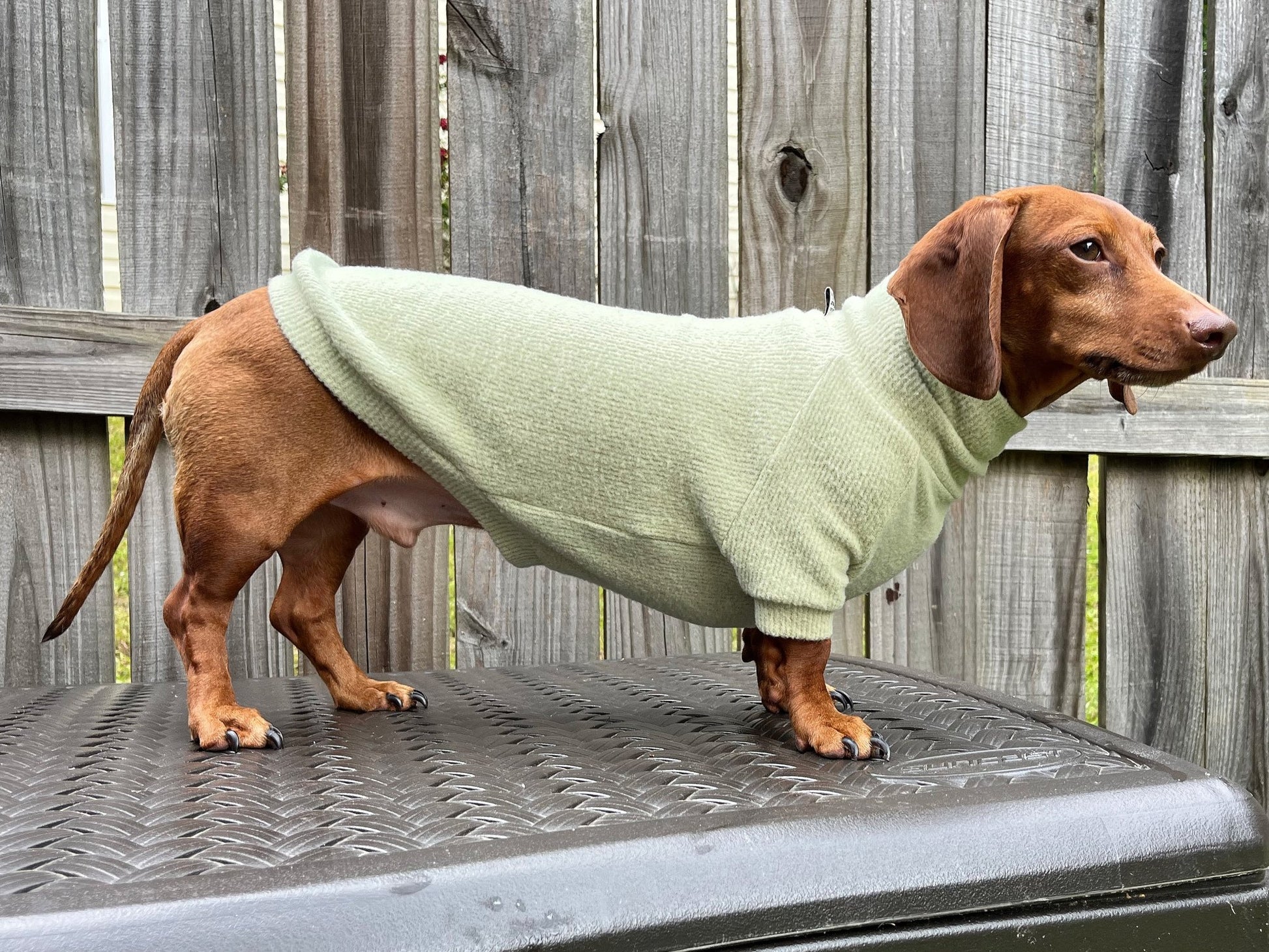 Slime Lime Dachshund Sweater - The American Wiener