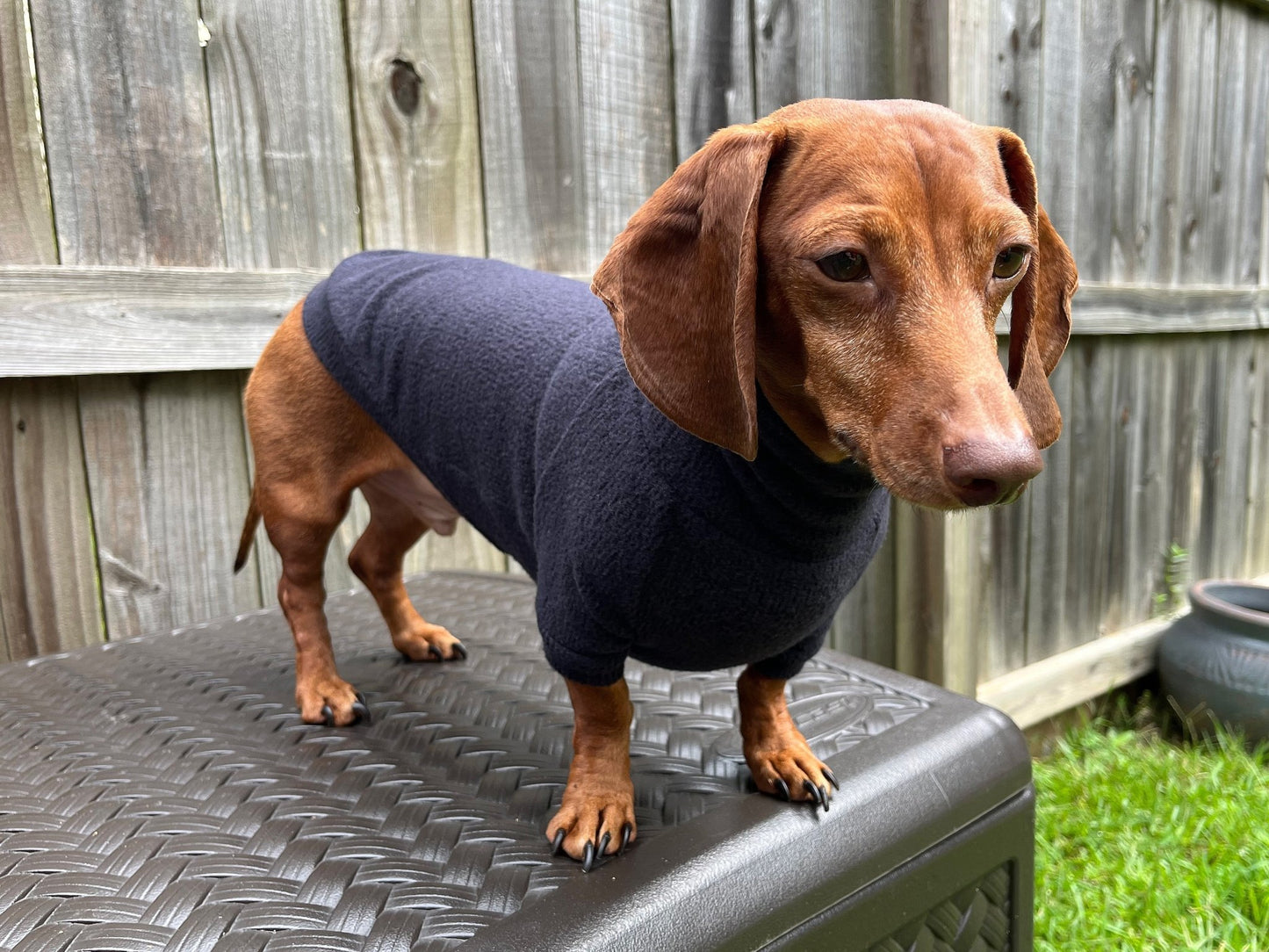 The Black Olive Dachshund Sweater - The American Wiener