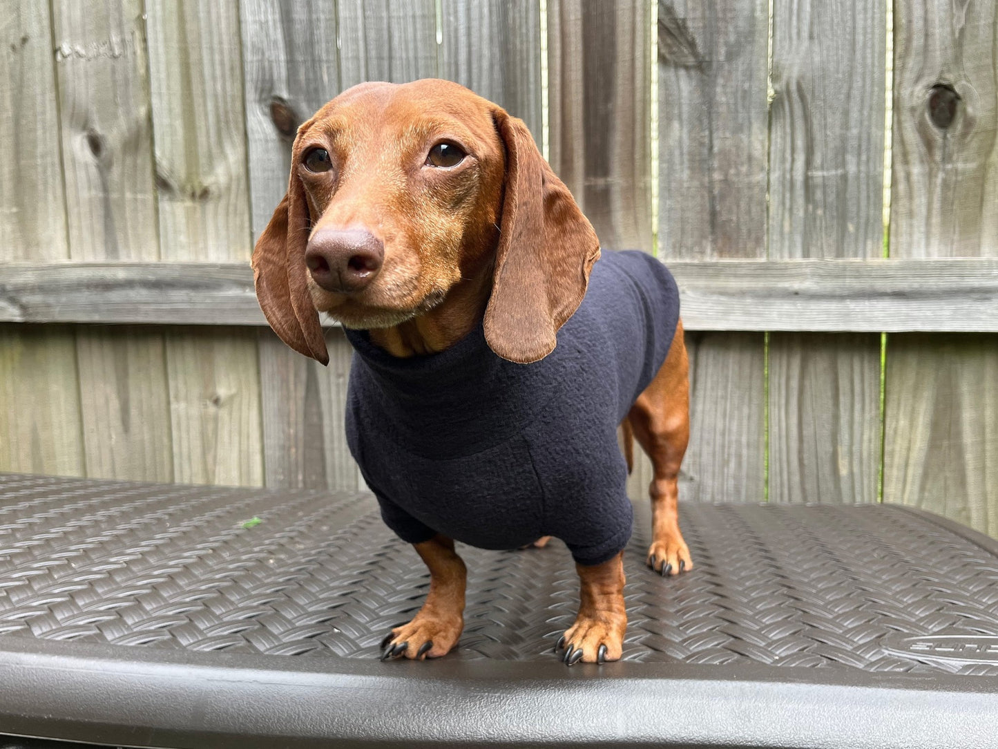 The Black Olive Dachshund Sweater - The American Wiener