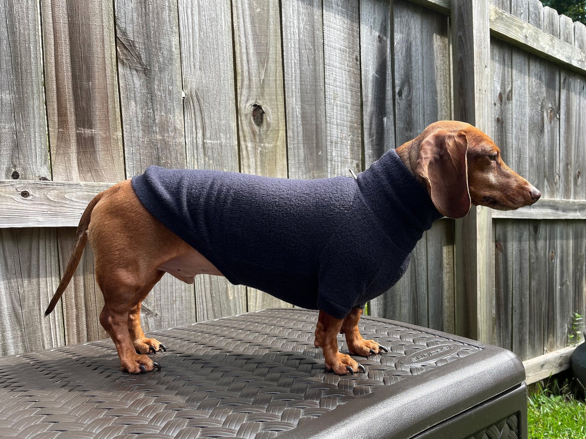 The Black Olive Dachshund Sweater - The American Wiener