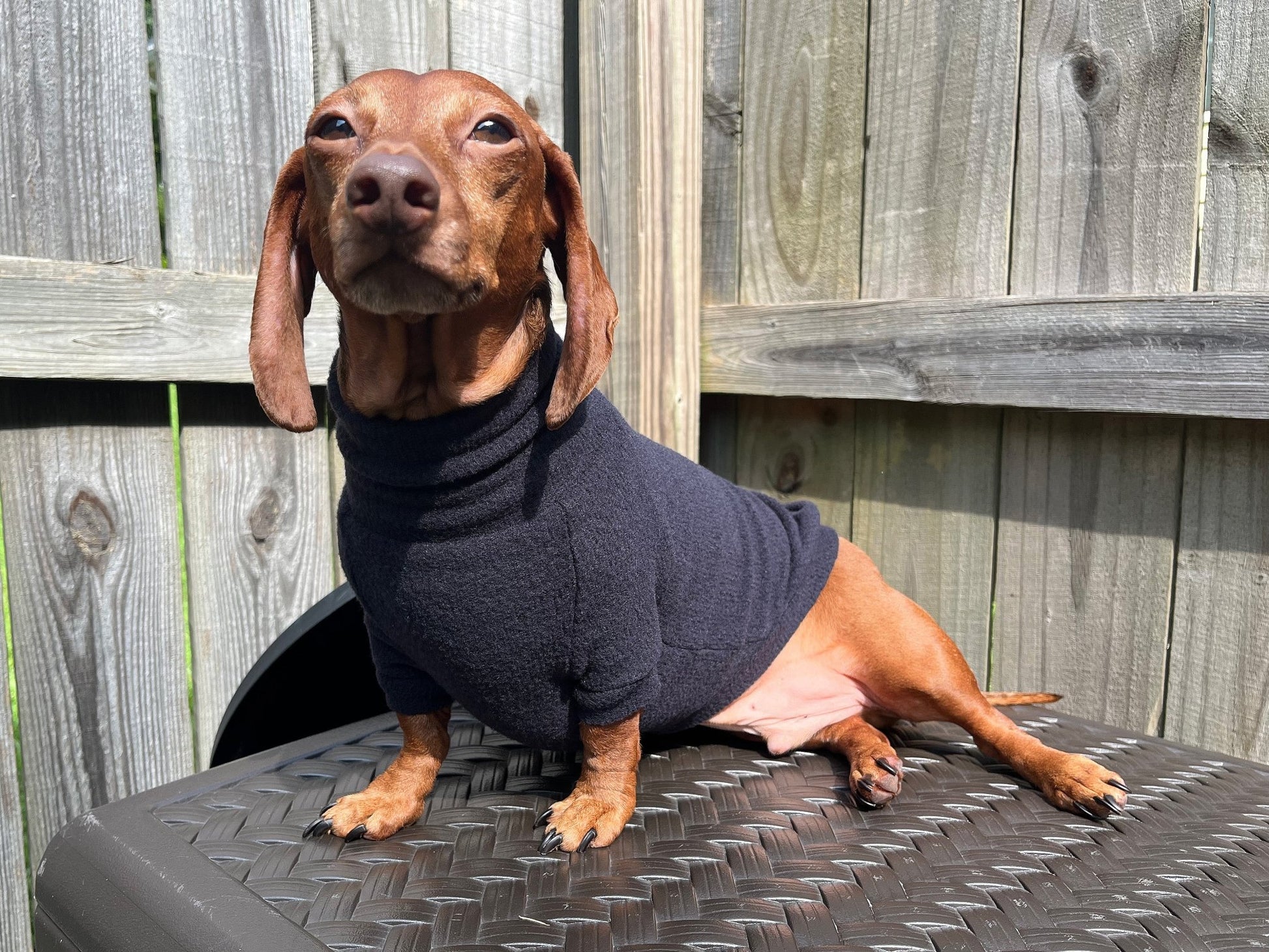 The Black Olive Dachshund Sweater - The American Wiener