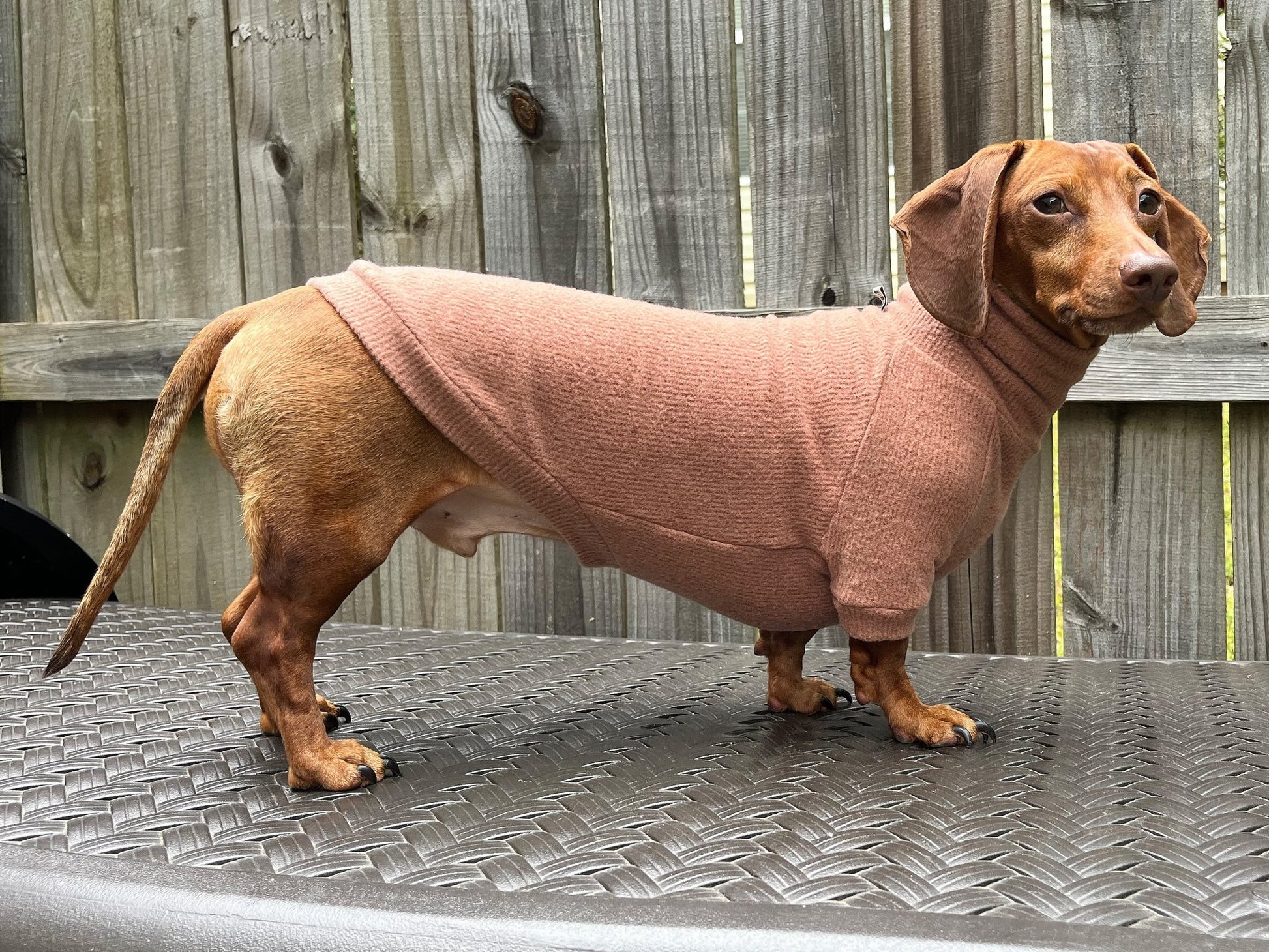 The Puppyccino Dachshund Sweater - The American Wiener