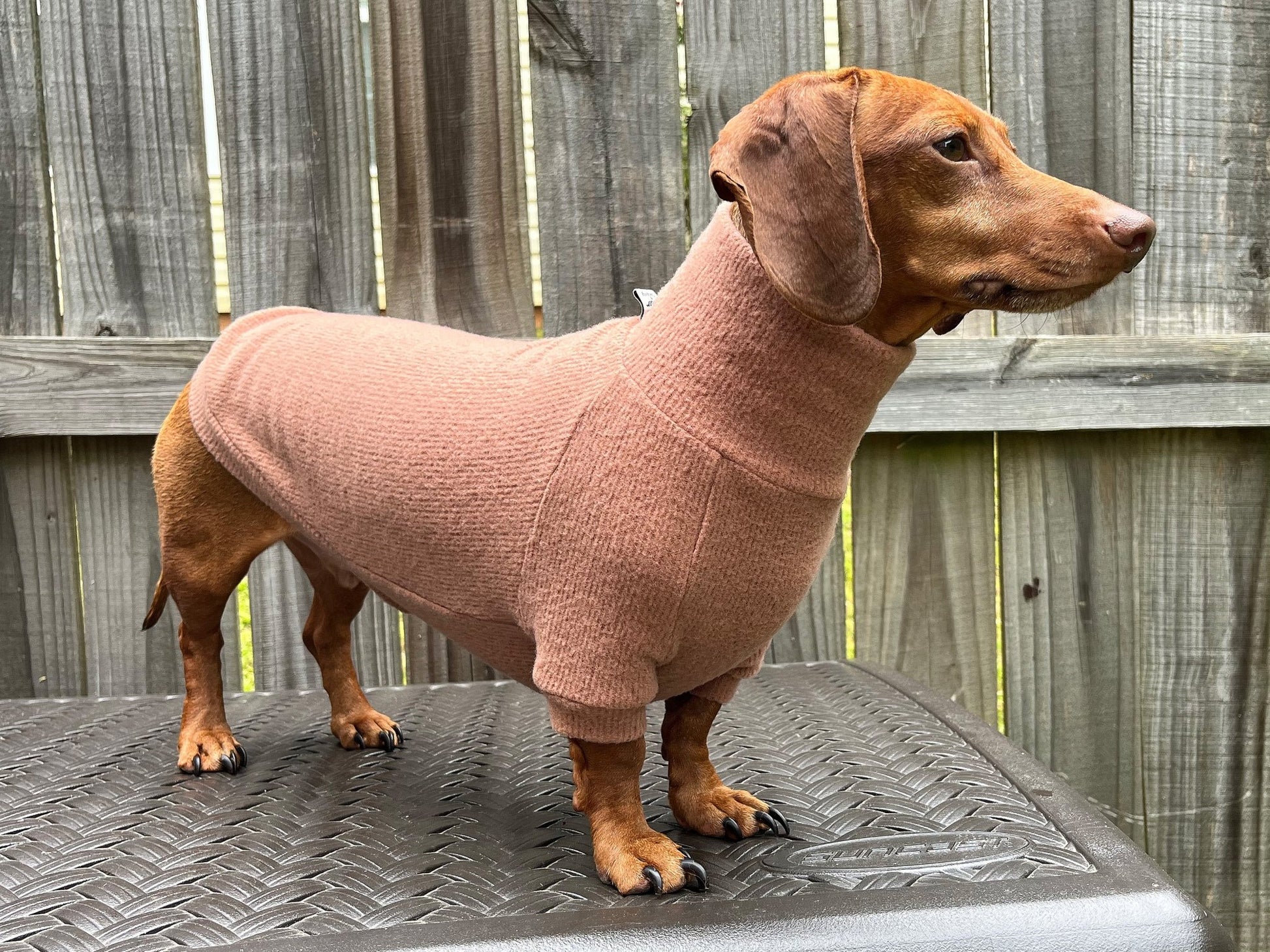 The Puppyccino Dachshund Sweater - The American Wiener