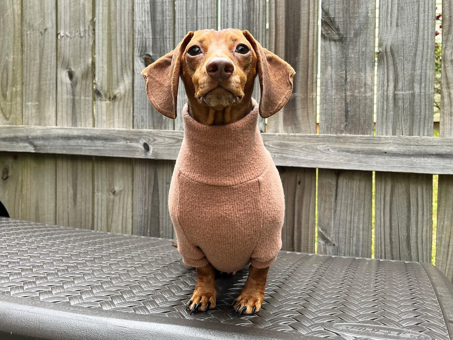 The Puppyccino Dachshund Sweater - The American Wiener