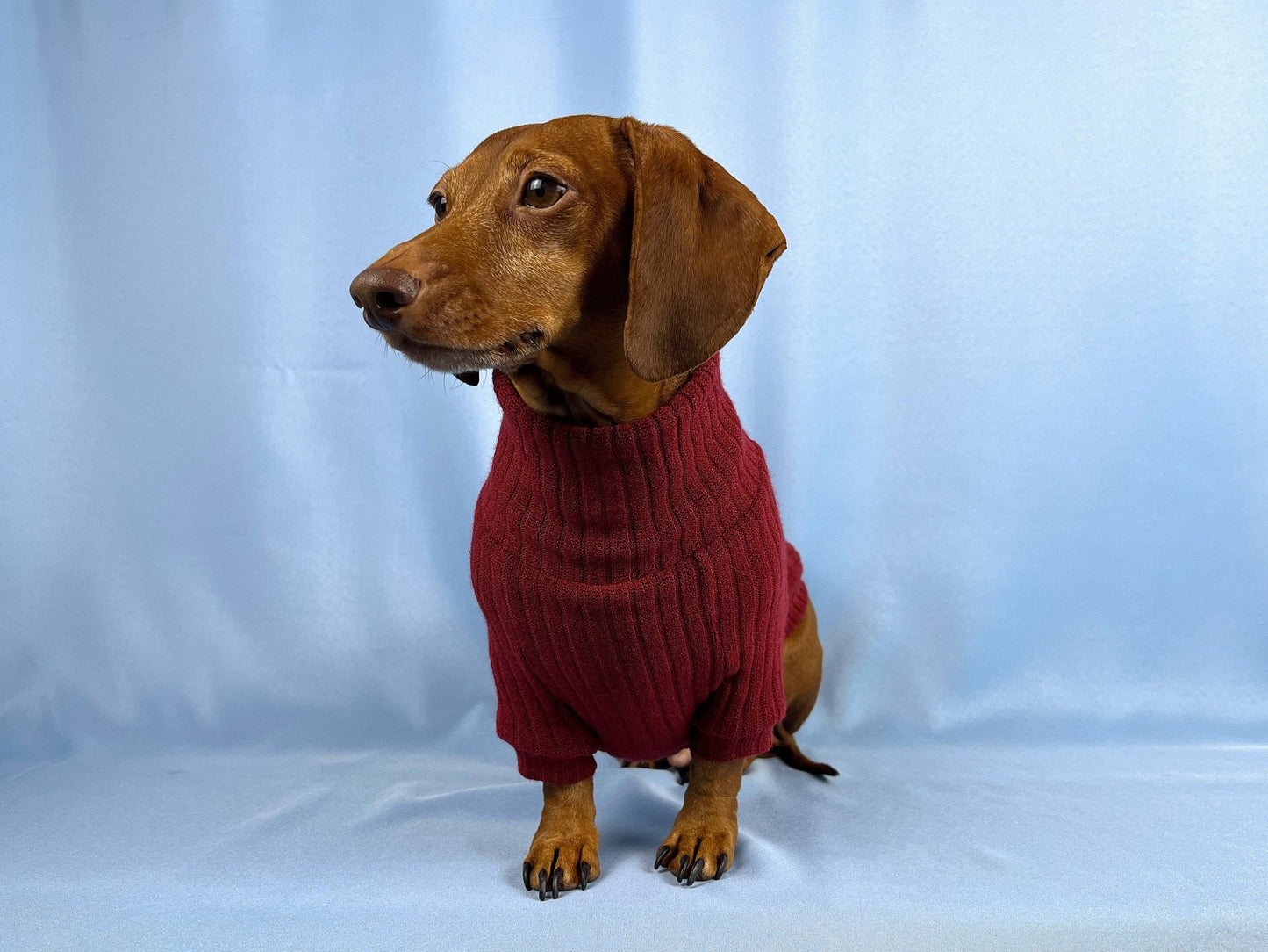 Vino Tinto Dachshund Sweater - The American Wiener