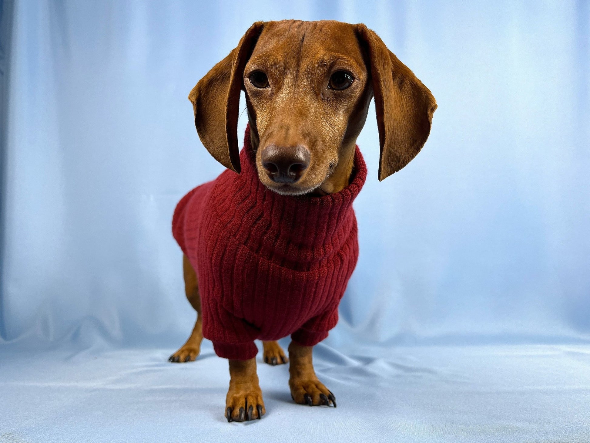 Vino Tinto Dachshund Sweater - The American Wiener