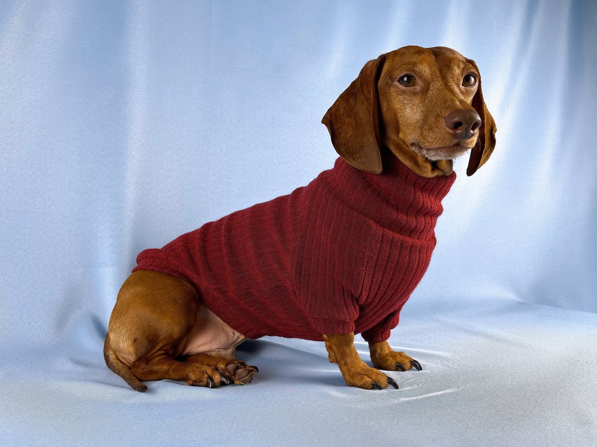 Vino Tinto Dachshund Sweater - The American Wiener