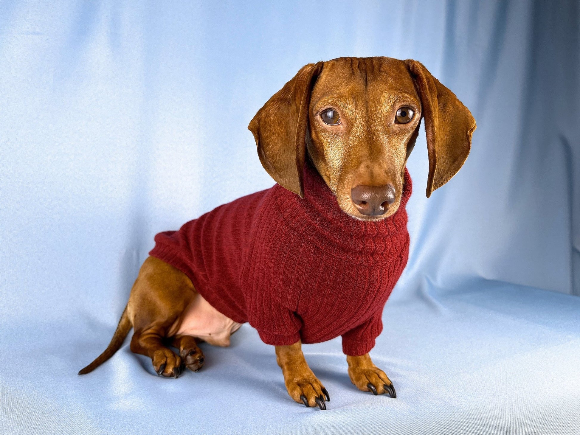 Vino Tinto Dachshund Sweater - The American Wiener