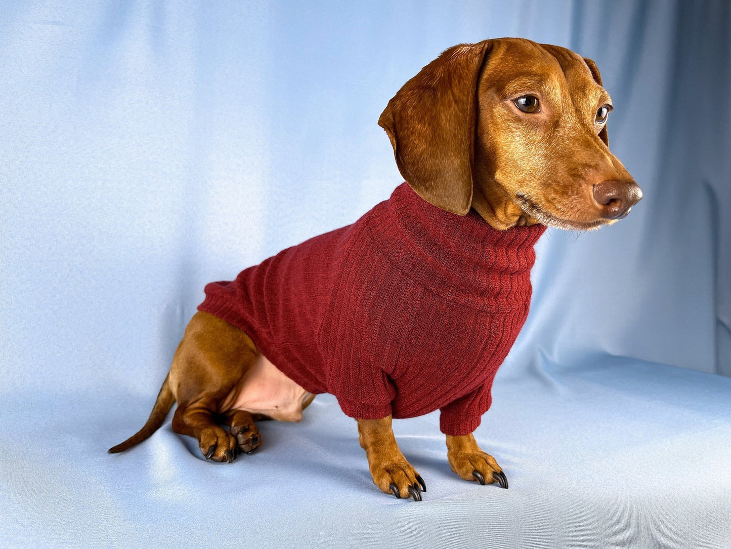 Vino Tinto Dachshund Sweater - The American Wiener