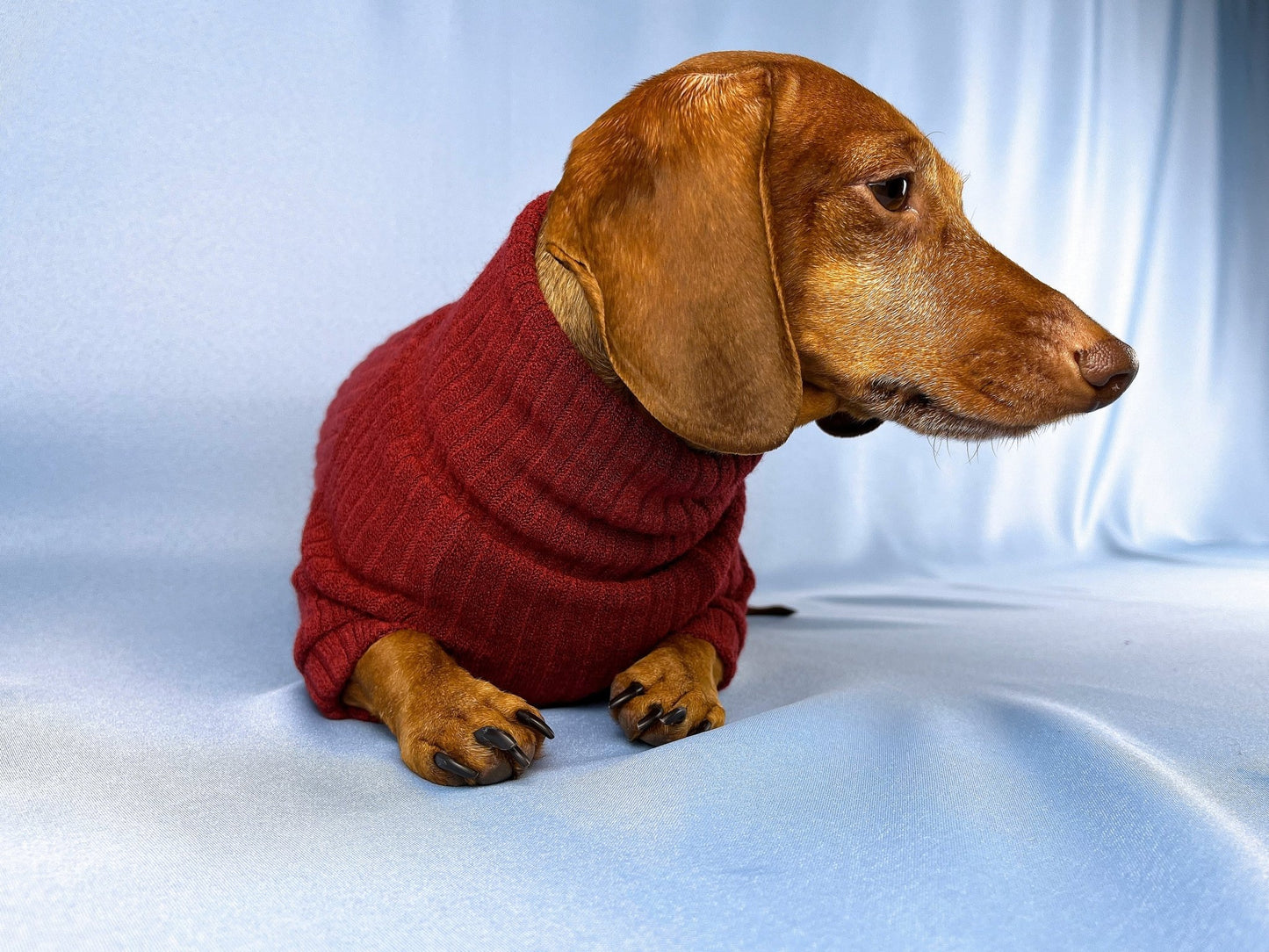 Vino Tinto Dachshund Sweater - The American Wiener